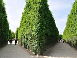 Recorriendo el pequeño laberinto de los Jardines de Versalles