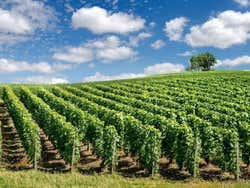 Viñedos de la región de Champagne